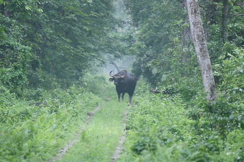 Indian gaur  Bos gaurus,Gaur