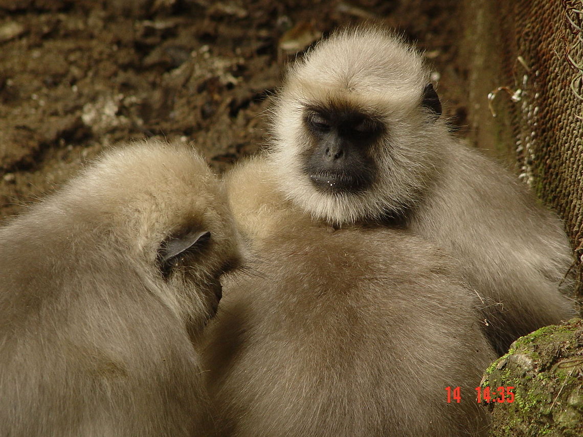 all_in_family  Northern plains gray langur,Semnopithecus entellus
