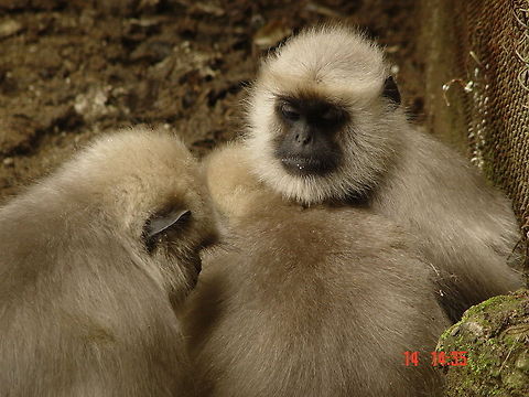 all_in_family  Northern plains gray langur,Semnopithecus entellus