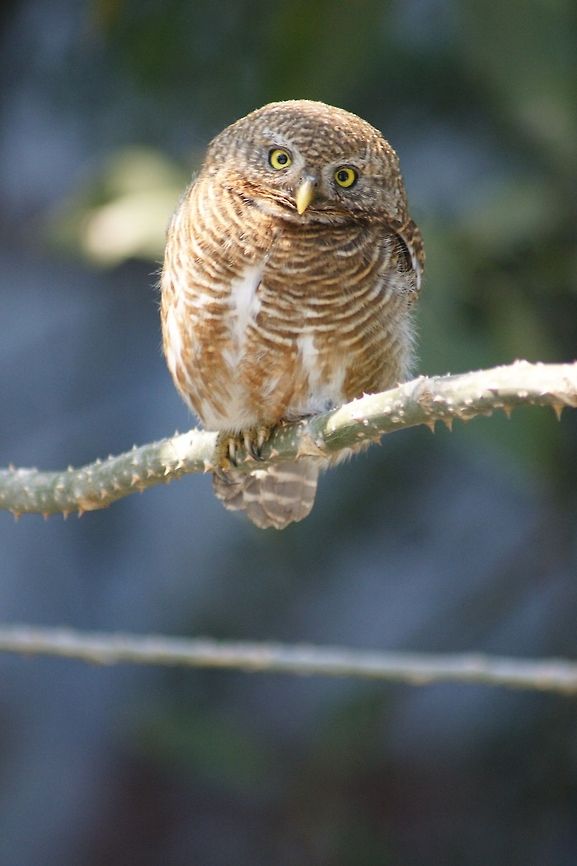 Curious Owlet  Athene brama,Geotagged,India,Nepal,Spotted Owlet
