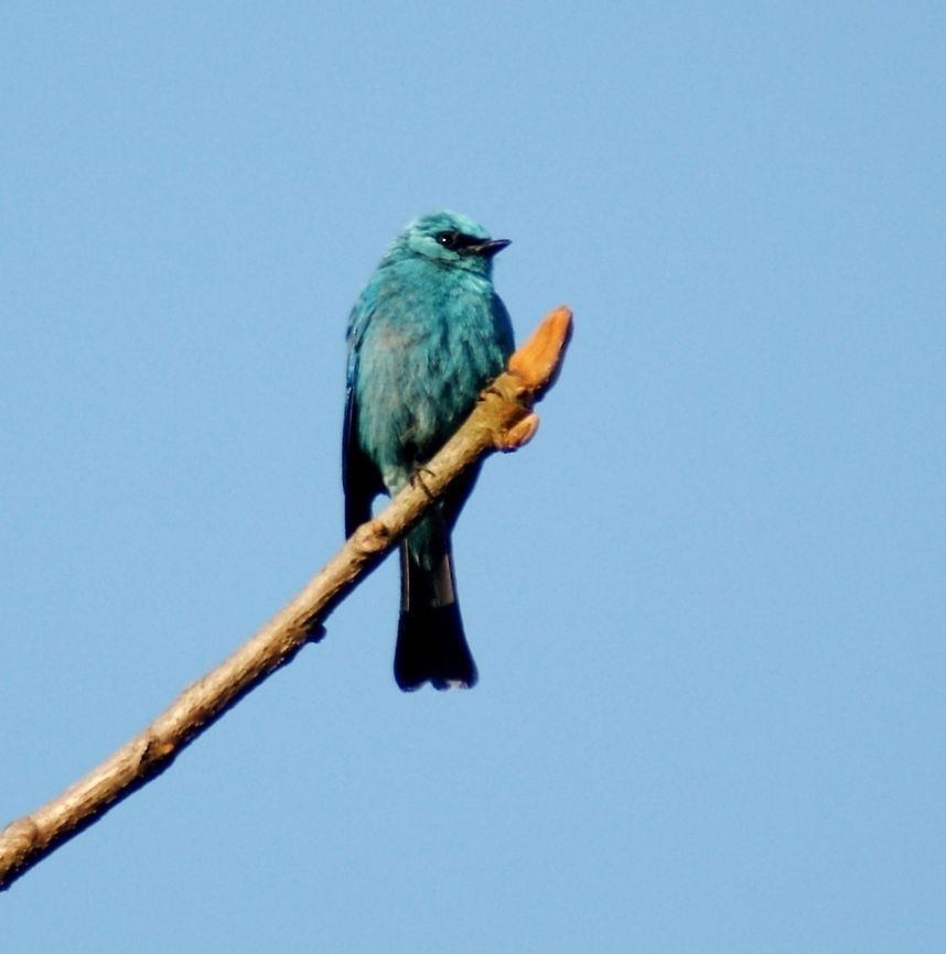 Verditer Flycatcher  Eumyias thalassinus,Verditer Flycatcher