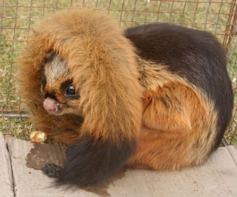 Namdapha flying squirrel