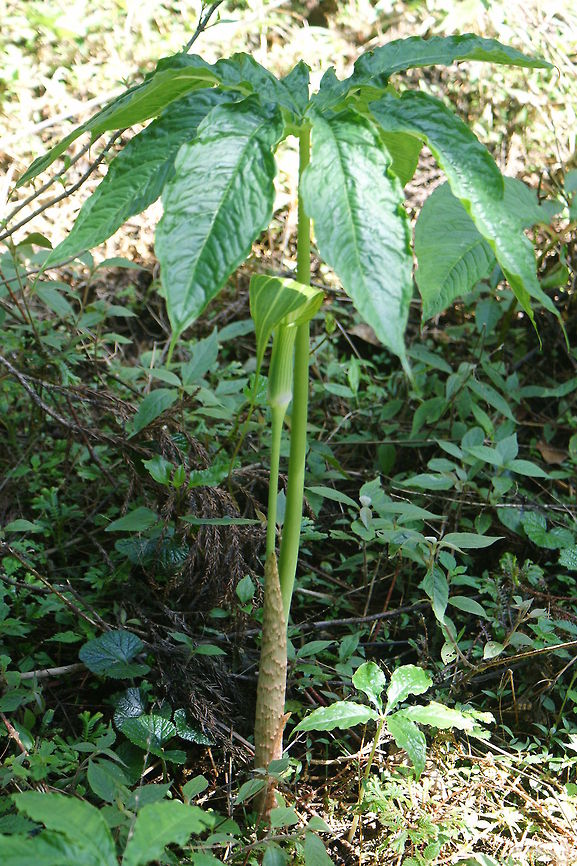 Arisaema spp