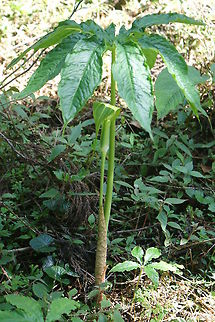Arisaema spp