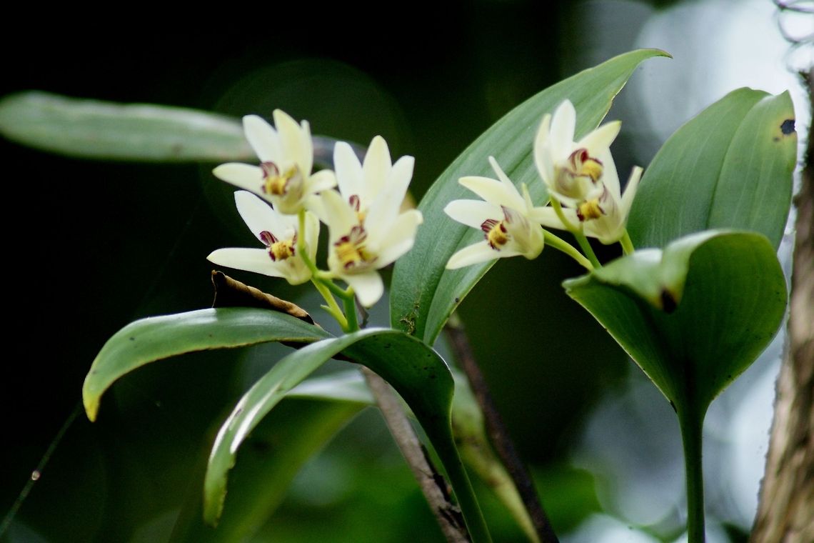 Eria coronaria orchid  Eria coronaria