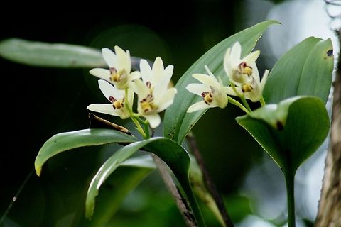 Eria coronaria orchid  Eria coronaria