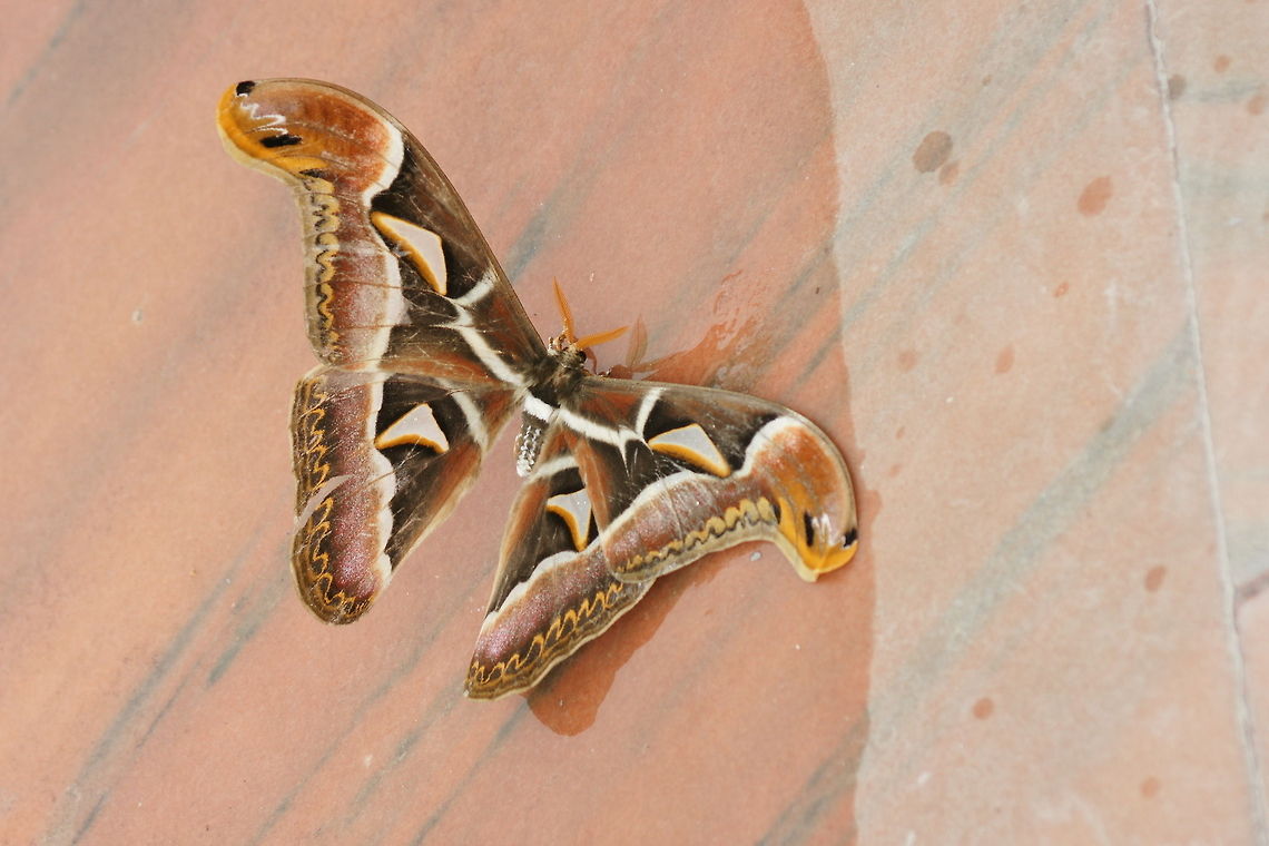 Edward's Atlas Moth  Archaeoattacus edwardsii