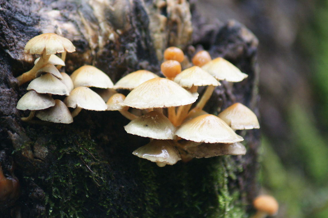DSC04420  Hypholoma fasciculare,Sulphur tuft