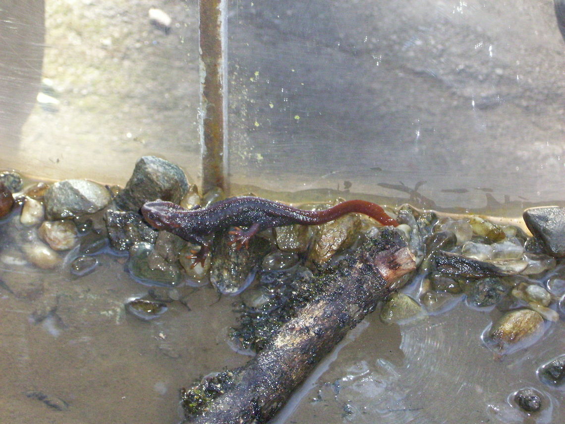 Himalayan Salamander or Tylotitron verrucosus  Himalayan newt,Tylototriton verrucosus