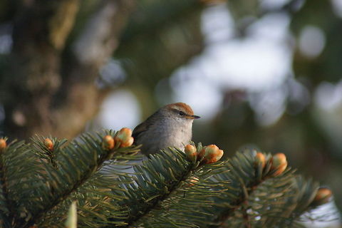 Grey-sided Bush Warbler in tree  Cettia brunnifrons,Eurasian Wren,Grey-sided Bush Warbler,Troglodytes troglodytes