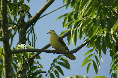 Himalayan green Pigeon  Orange-breasted Green Pigeon,Treron bicinctus,Treron sphenurus,Wedge-tailed Green Pigeon