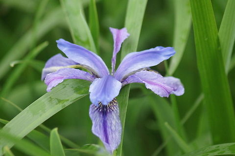 Wild iris blooms