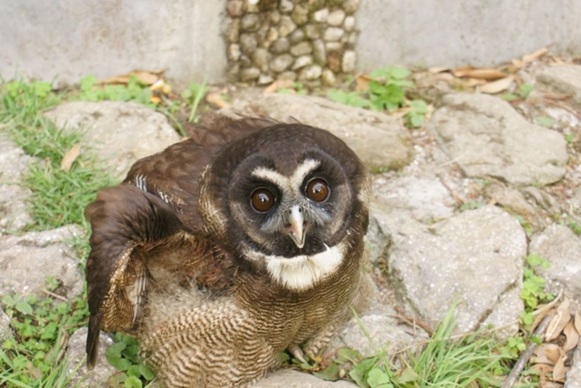 Rescued_Owl  Brown Wood Owl,Strix leptogrammica