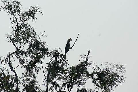 DSC04746  Anthracoceros albirostris,Oriental Pied Hornbill
