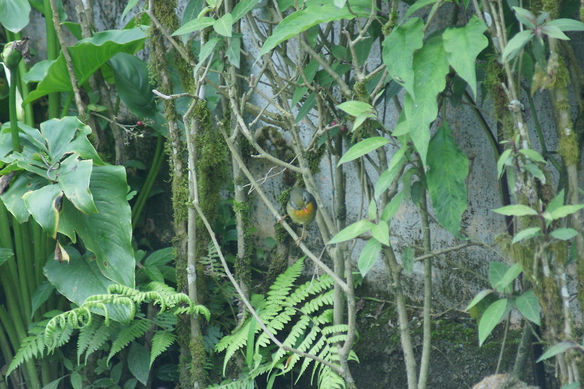 DSC04206  Leiothrix lutea,Red-billed Leiothrix