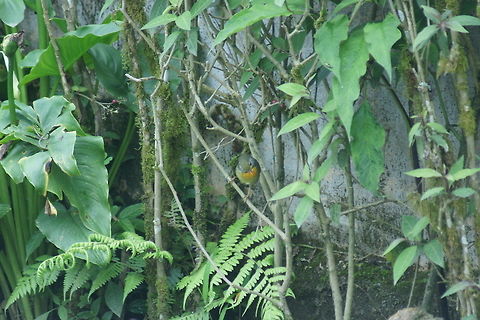 DSC04206  Leiothrix lutea,Red-billed Leiothrix