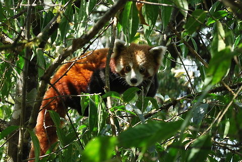 Fairy Firefox This is my fourth red panda I have seen in the wild. This one is my
one of the favorite red panda photo that I have taken till date in the wild. It was a good
luck morning in September 2008. It was taken at Choyatar Community
Forest, Jamuna, Ilam, Eastern Nepal. The community forest has success
stories of red panda conservation through community stewardship with
support from Critical Ecosystem Partnership Fund. I waited for 3 hours
to take this picture. The red panda stayed on the top of the tree just
staring to me when he noticed me. The red panda is a shy, elusive and
vulnerable species of mountain forest. Nepal, India, China, Bhutan and
Myanmar are the red panda range countries. The remaining population is
less than 10,000 individuals in the wild. The Red Panda is threatened
by habitat loss and fragmentation and poaching.
 Ailurus fulgens,Eastern Himalaya,Geotagged,Nepal,Red panda