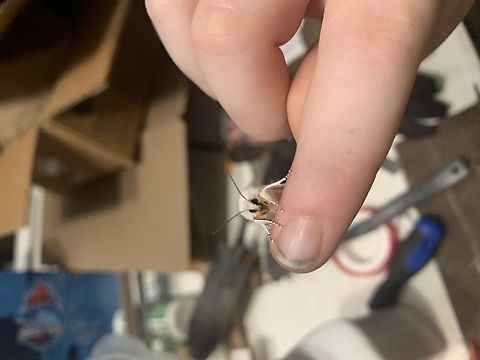 Tiger moth The other image of the tiger moth  Moth,Spilosoma virginica,Virginia tiger moth,tiger moth