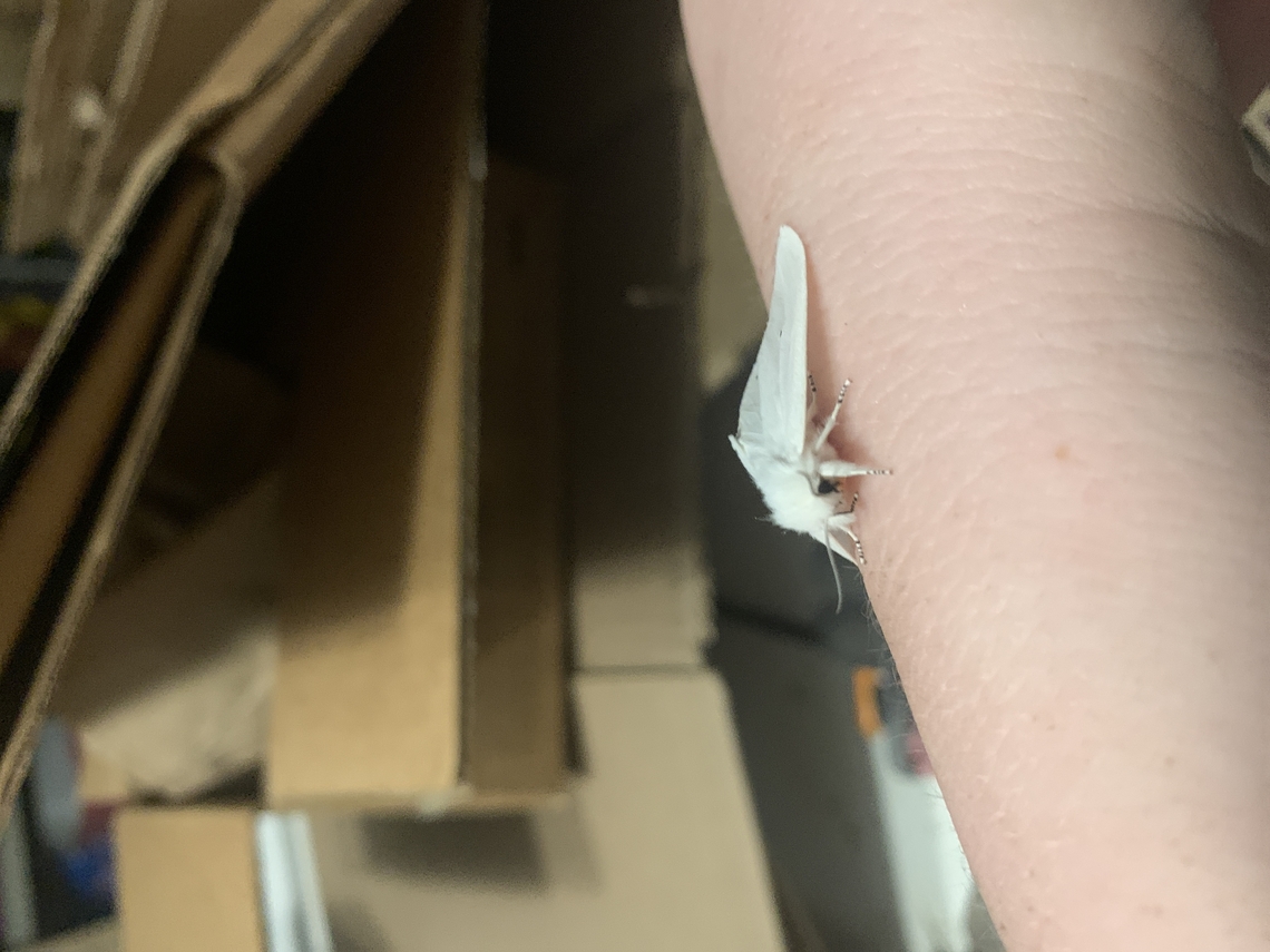 Virginia tiger moth I found this dude during the summer Moth,Spilosoma virginica,Virginia tiger moth