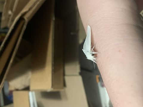 Virginia tiger moth I found this dude during the summer Moth,Spilosoma virginica,Virginia tiger moth