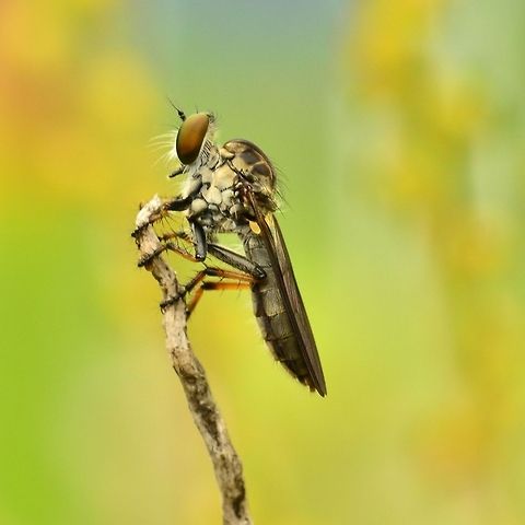 Robberfly The Asilidae are the robber fly family, also called assassin flies. They are powerfully built, bristly flies with a short, stout proboscis enclosing the sharp, sucking hypopharynx.[1][2] The name "robber flies" reflects their notoriously aggressive predatory habits; they feed mainly or exclusively on other insects and as a rule they wait in ambush and catch their prey in flight. robber Fly