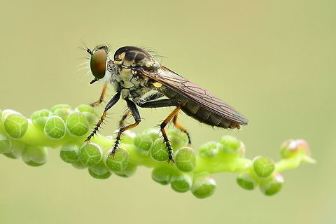 RobberFly The Asilidae are the robber fly family, also called assassin flies. They are powerfully built, bristly flies with a short, stout proboscis enclosing the sharp, sucking hypopharynx.[1][2] The name "robber flies" reflects their notoriously aggressive predatory habits; they feed mainly or exclusively on other insects and as a rule they wait in ambush and catch their prey in flight.
 robber Fly