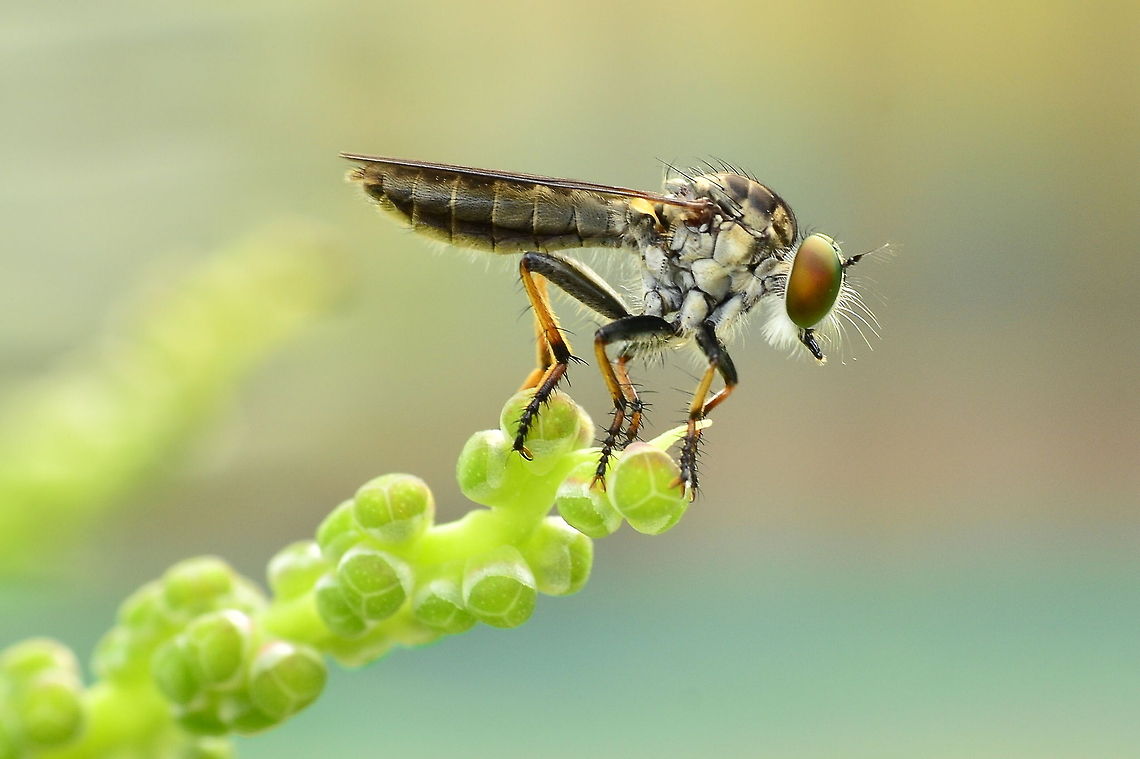 Robberfly The Asilidae are the robber fly family, also called assassin flies. They are powerfully built, bristly flies with a short, stout proboscis enclosing the sharp, sucking hypopharynx.[1][2] The name &quot;robber flies&quot; reflects their notoriously aggressive predatory habits; they feed mainly or exclusively on other insects and as a rule they wait in ambush and catch their prey in flight.