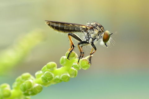 Robberfly The Asilidae are the robber fly family, also called assassin flies. They are powerfully built, bristly flies with a short, stout proboscis enclosing the sharp, sucking hypopharynx.[1][2] The name "robber flies" reflects their notoriously aggressive predatory habits; they feed mainly or exclusively on other insects and as a rule they wait in ambush and catch their prey in flight.