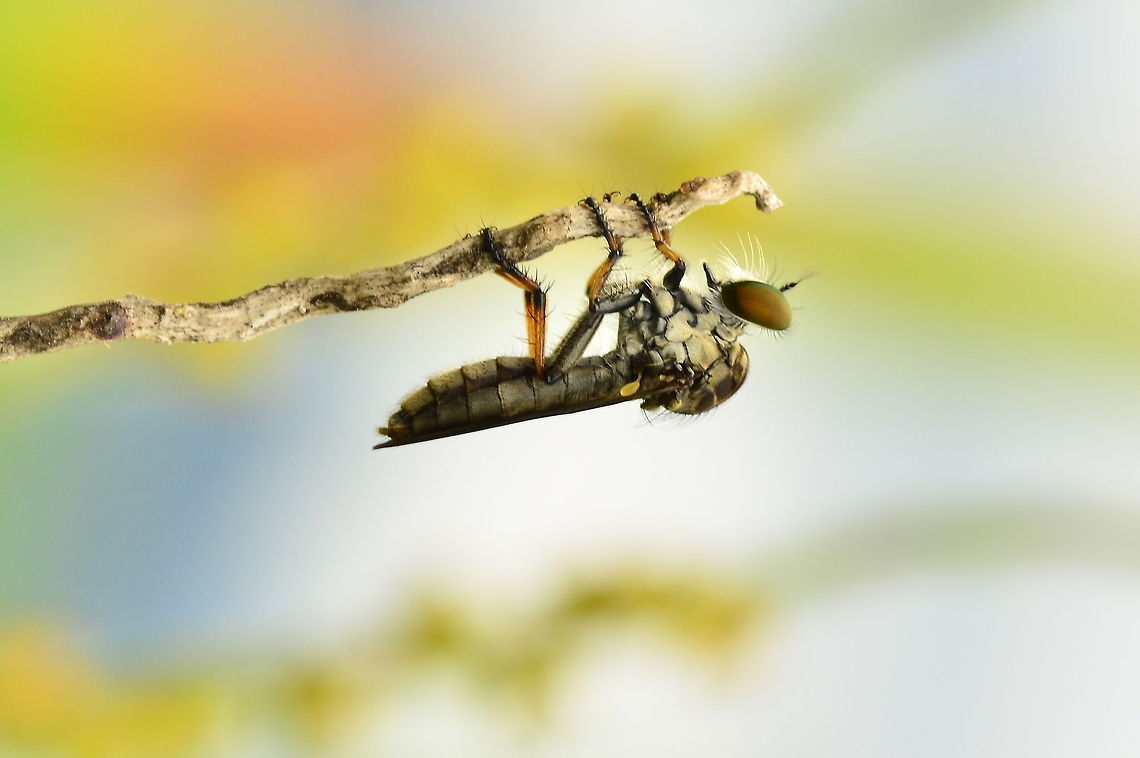 RobberFly The Asilidae are the robber fly family, also called assassin flies. They are powerfully built, bristly flies with a short, stout proboscis enclosing the sharp, sucking hypopharynx.[1][2] The name &quot;robber flies&quot; reflects their notoriously aggressive predatory habits; they feed mainly or exclusively on other insects and as a rule they wait in ambush and catch their prey in flight.
