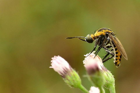 lalat bongkok "humpbacked flies" This flies in the photograph in Lingga Indonesia