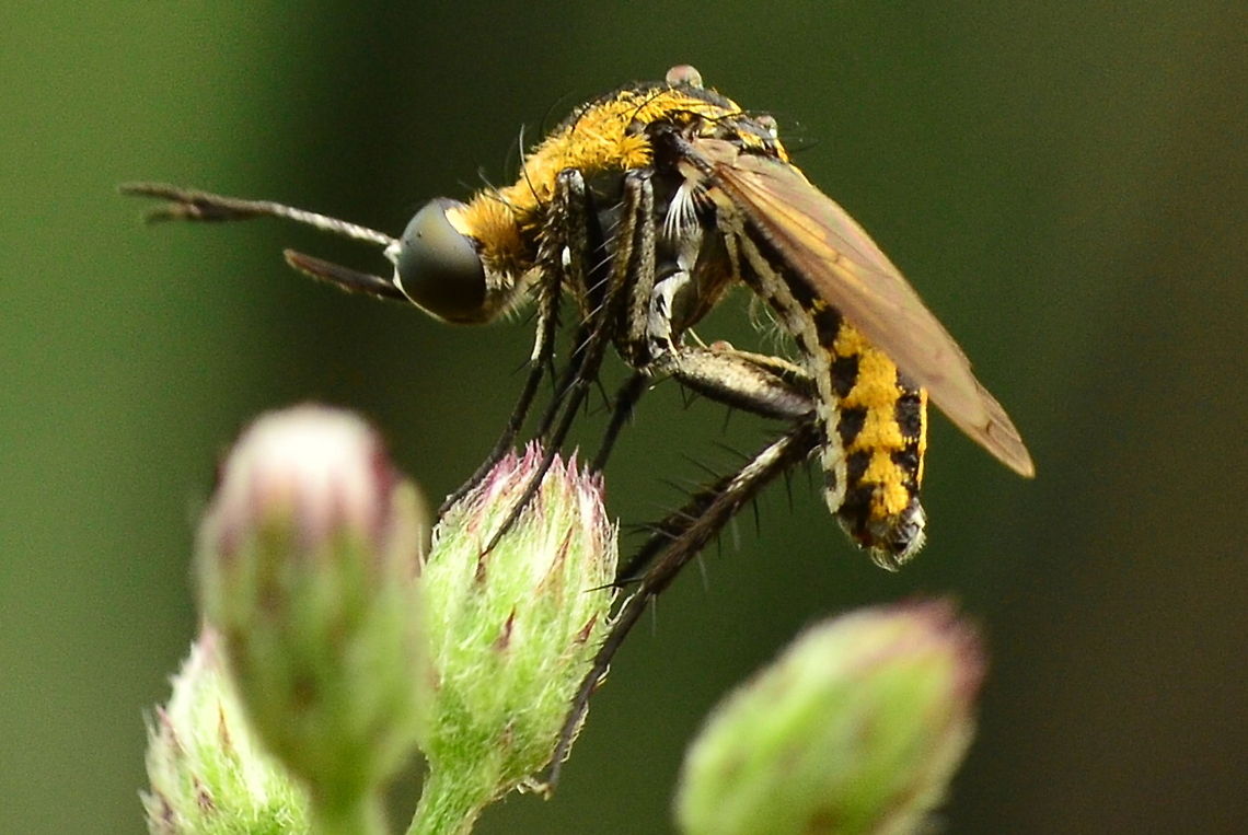lalat bongkok  Toxophora fasciculata