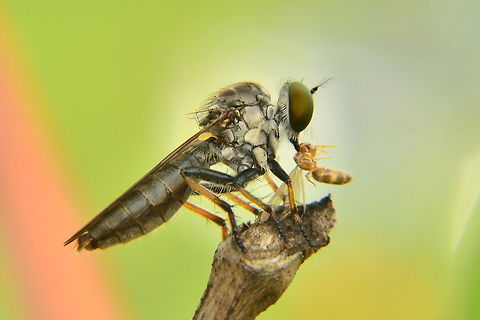 breakfast The Asilidae are the robber fly family, also called assassin flies. They are powerfully built, bristly flies with a short, stout proboscis enclosing the sharp, sucking hypopharynx.[1][2] The name "robber flies" reflects their notoriously aggressive predatory habits; they feed mainly or exclusively on other insects and as a rule they wait in ambush and catch their prey in flight.