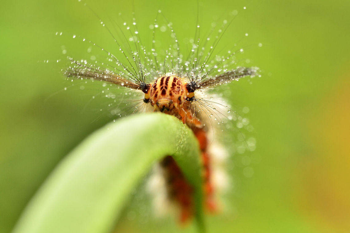 Lappet Moth Caterpillar (Trabala sp., Lasiocampidae) This photo was taken on the banks of the river on the Lingga Island. moth caterpillar