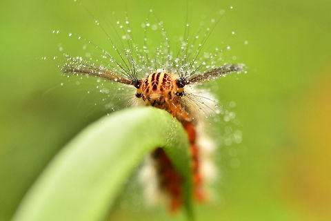 Lappet Moth Caterpillar (Trabala sp., Lasiocampidae) This photo was taken on the banks of the river on the Lingga Island. moth caterpillar