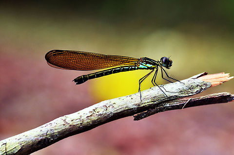 Damselfly "Dakocan" "Rhinocypha fenestrata" Thorax black, pink pattern on the upper side, light blue pattern on the side, continue on the base of the abdomen. Abdomen dark. Transparent brown wing base, tip dark with several pink patterns.This dragonfly is very much in encounter near the banks of the river that flows in the Lingga Indonesia. in the place called it "a giant dragonfly needle" will be more in case we found down the waterfall.  Damselfly,Rhinocypha fenestrata