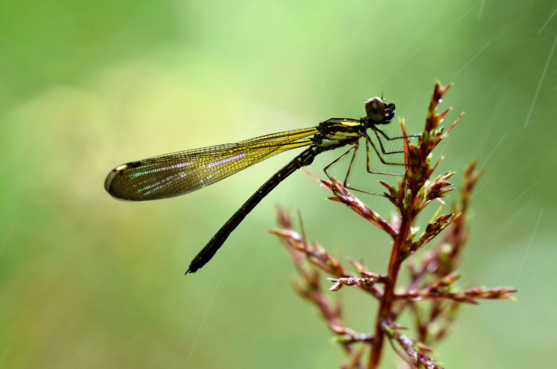 "Rhinocypha fenestrata" Damselfly "Dakocan" Thorax black, pink pattern on the upper side, light blue pattern on the side, continue on the base of the abdomen. Abdomen dark. Transparent brown wing base, tip dark with several pink patterns.This dragonfly is very much in encounter near the banks of the river that flows in the Lingga Indonesia. in the place called it &quot;a giant dragonfly needle&quot; will be more in case we found down the waterfall.  Damselfly,Rhinocypha biforata