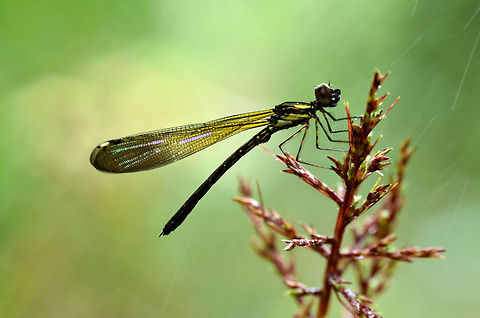 "Rhinocypha fenestrata" Damselfly "Dakocan" Thorax black, pink pattern on the upper side, light blue pattern on the side, continue on the base of the abdomen. Abdomen dark. Transparent brown wing base, tip dark with several pink patterns.This dragonfly is very much in encounter near the banks of the river that flows in the Lingga Indonesia. in the place called it "a giant dragonfly needle" will be more in case we found down the waterfall.  Damselfly,Rhinocypha biforata