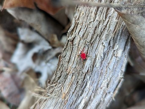 Red Velvet Mite. Thriving in wooded, wet lands. This makes sense, since I discovered this little critter on a Fence line where I have been siphoning the rain water from atop my pool cover. Seeing this was First for me. Geotagged,United States,Winter