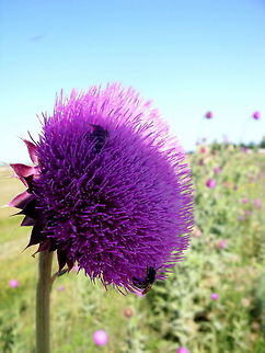 Hard-Workers  Carduus nutans