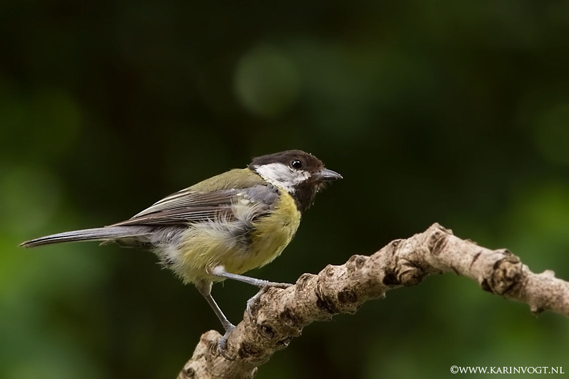 Chikadee closeup - Great Tit Chickadee showing its beautiful yellow chest feathers. Birds,Chikadee,Great Tit,Parus major