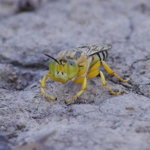 Sand wasp