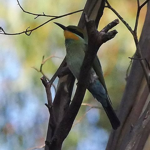 Rainbow Bee Eater Rainbow Bee Eater, taken March 13th, kooyoora, near Arnold,  Merops ornatus,Rainbow Bee-eater