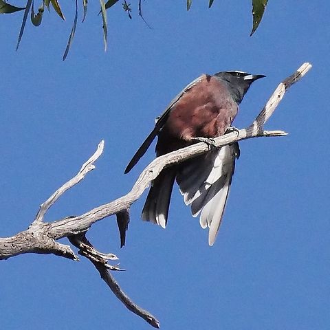 White browed woodswallow  Artamus superciliosus,White-browed woodswallow