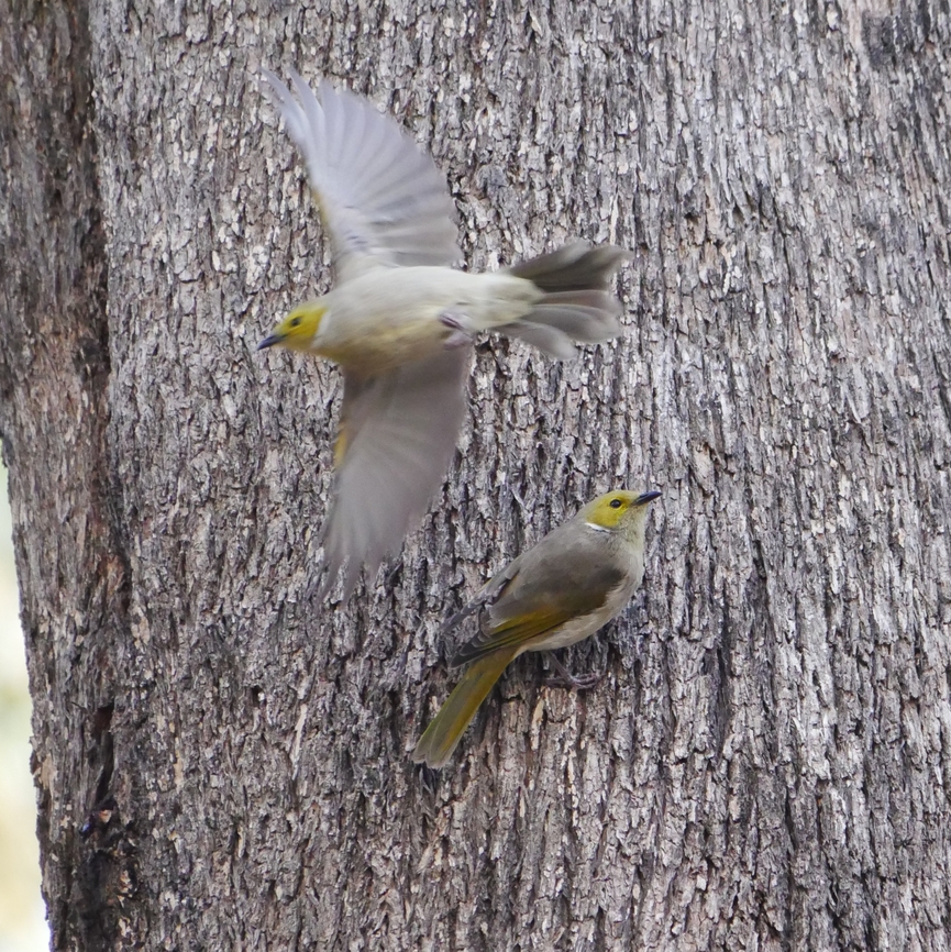 White plumed honeyeater  Ptilotula penicillata,White-plumed honeyeater