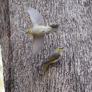 White plumed honeyeater  Ptilotula penicillata,White-plumed honeyeater