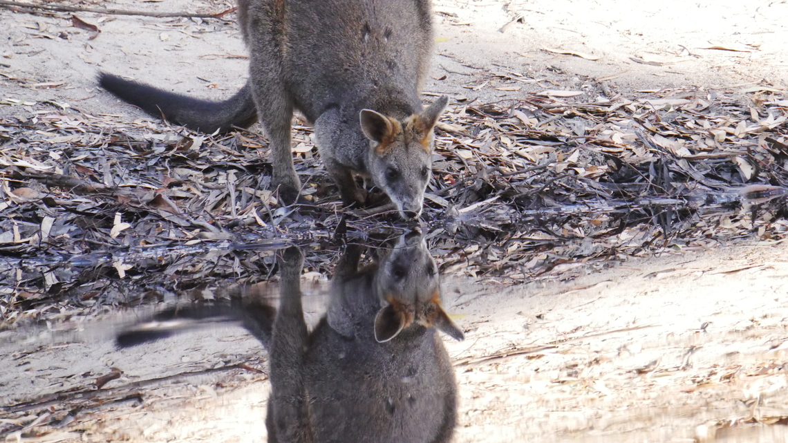 Swamp wallaby Evening drink. Orchard dam, kooyoora march 13th  Swamp wallaby,Wallabia bicolor