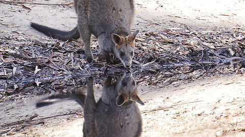 Swamp wallaby Evening drink. Orchard dam, kooyoora march 13th  Swamp wallaby,Wallabia bicolor