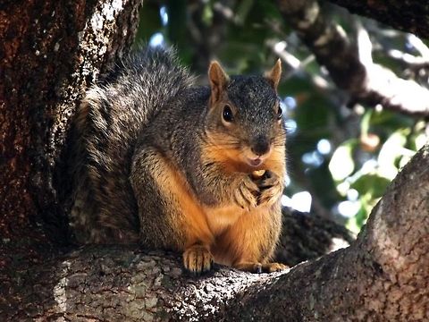Squirrel A squirrel enjoying his/her food. Fox squirrel,Squirrel,eating