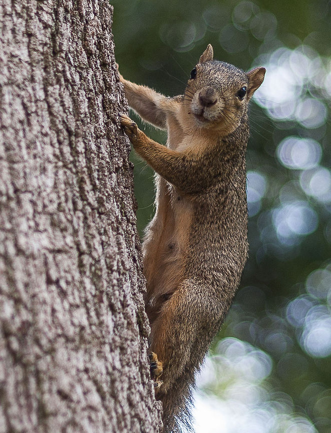 Fox Squirrel A fox squirrel climbing a tree Fox squirrel,Sciurus niger