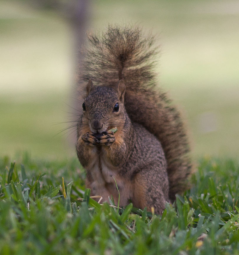 Fox Squirrel A fox squirrel eating Fox squirrel,Sciurus niger